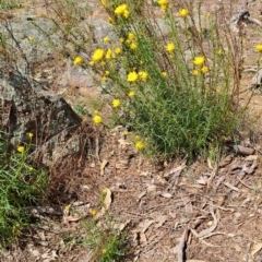 Xerochrysum viscosum at Fadden, ACT - 30 Sep 2023 12:52 PM