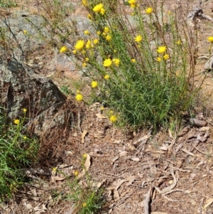 Xerochrysum viscosum at Fadden, ACT - 30 Sep 2023 12:52 PM