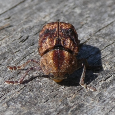 Cadmus (Cadmus) gigas (Leaf beetle) at Mongarlowe River - 29 Sep 2023 by arjay