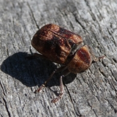 Cadmus (Cadmus) gigas at Charleys Forest, NSW - 29 Sep 2023