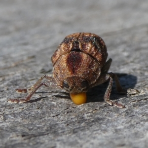 Cadmus (Cadmus) gigas at Charleys Forest, NSW - 29 Sep 2023