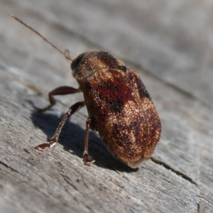 Cadmus (Cadmus) gigas at Charleys Forest, NSW - 29 Sep 2023