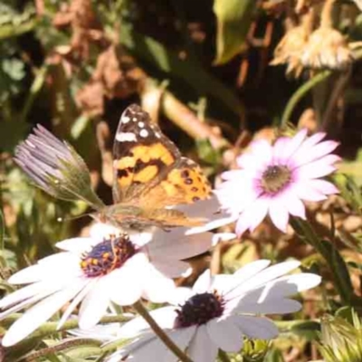 Vanessa kershawi (Australian Painted Lady) at Sullivans Creek, Turner - 24 Sep 2023 by ConBoekel