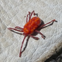 Trombidiidae (family) (Red velvet mite) at Mongarlowe River - 30 Sep 2023 by arjay