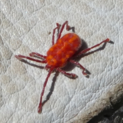 Trombidiidae (family) (Red velvet mite) at Charleys Forest, NSW - 30 Sep 2023 by arjay