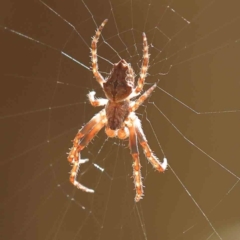 Socca pustulosa (Knobbled Orbweaver) at Turner, ACT - 24 Sep 2023 by ConBoekel