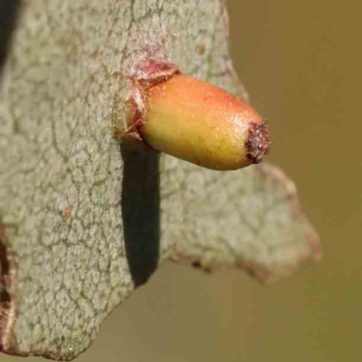 Eucalyptus insect gall at Sullivans Creek, Turner - 24 Sep 2023 by ConBoekel