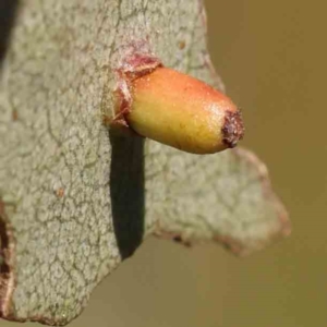 Eucalyptus insect gall at Turner, ACT - 24 Sep 2023