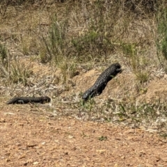Tiliqua rugosa (Shingleback Lizard) at Hackett, ACT - 30 Sep 2023 by Tempesta