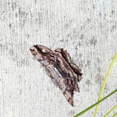 Scioglyptis lyciaria (White-patch Bark Moth) at Dickson, ACT - 20 Mar 2023 by Tempesta