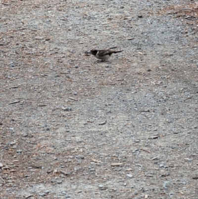 Cracticus torquatus (Grey Butcherbird) at Dickson Wetland Corridor - 29 Aug 2022 by Tempesta