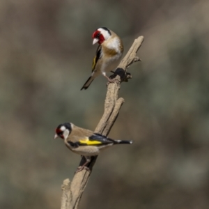 Carduelis carduelis at Majura, ACT - 25 Sep 2023