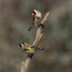 Carduelis carduelis (European Goldfinch) at Majura, ACT - 25 Sep 2023 by trevsci