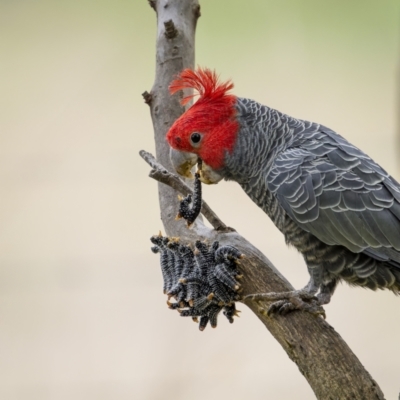 Callocephalon fimbriatum (Gang-gang Cockatoo) at Majura, ACT - 27 Sep 2023 by trevsci