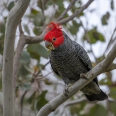 Callocephalon fimbriatum at Majura, ACT - suppressed