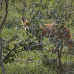 Vulpes vulpes (Red Fox) at Campbell, ACT - 27 Sep 2023 by trevsci