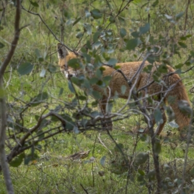 Vulpes vulpes (Red Fox) at Campbell, ACT - 28 Sep 2023 by trevsci