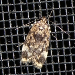 Barea codrella (A concealer moth) at Charleys Forest, NSW - 20 Sep 2023 by arjay
