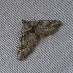 Phrissogonus laticostata (Apple looper moth) at Mongarlowe River - 19 Sep 2023 by arjay