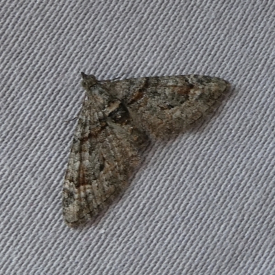 Phrissogonus laticostata (Apple looper moth) at QPRC LGA - 19 Sep 2023 by arjay