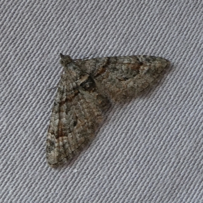 Phrissogonus laticostata (Apple looper moth) at Charleys Forest, NSW - 19 Sep 2023 by arjay