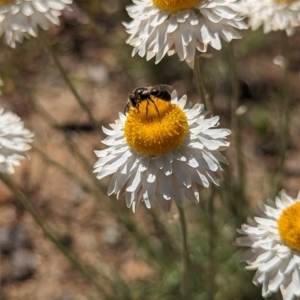 Lasioglossum (Chilalictus) sp. (genus & subgenus) at Holder, ACT - 30 Sep 2023