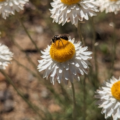 Lasioglossum (Chilalictus) sp. (genus & subgenus) (Halictid bee) at Holder, ACT - 30 Sep 2023 by Miranda