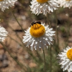 Lasioglossum (Chilalictus) sp. (genus & subgenus) (Halictid bee) at Holder, ACT - 30 Sep 2023 by Miranda