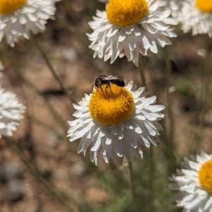 Lasioglossum (Chilalictus) sp. (genus & subgenus) at Holder, ACT - 30 Sep 2023