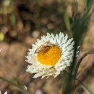 Hellula hydralis at Holder, ACT - 28 Sep 2023 03:47 PM