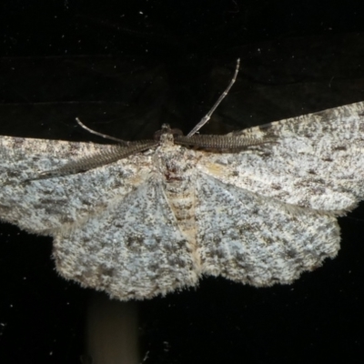 Ectropis fractaria (Ringed Bark Moth) at QPRC LGA - 18 Apr 2023 by arjay