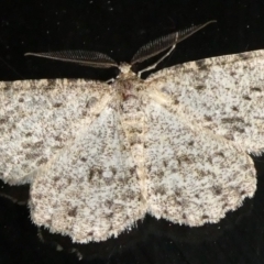 Ectropis fractaria at Charleys Forest, NSW - 18 Apr 2023