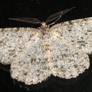 Ectropis fractaria at Charleys Forest, NSW - 18 Apr 2023