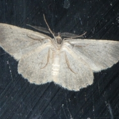 Ectropis fractaria at Charleys Forest, NSW - 18 Apr 2023