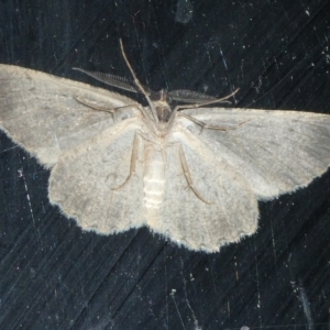 Ectropis fractaria at Charleys Forest, NSW - 18 Apr 2023