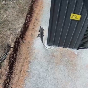 Varanus varius at Fentons Creek, VIC - suppressed