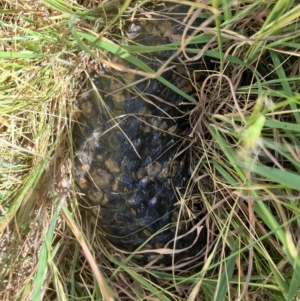 Tiliqua rugosa at Fentons Creek, VIC - suppressed