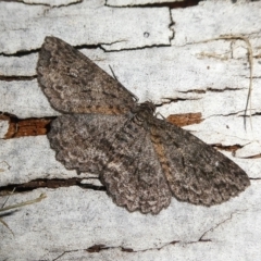 Ectropis fractaria (Ringed Bark Moth) at Charleys Forest, NSW - 18 Apr 2023 by arjay