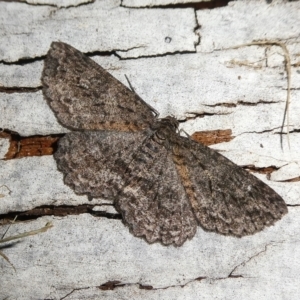 Ectropis fractaria at Charleys Forest, NSW - suppressed