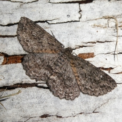 Ectropis fractaria (Ringed Bark Moth) at Mongarlowe River - 18 Apr 2023 by arjay