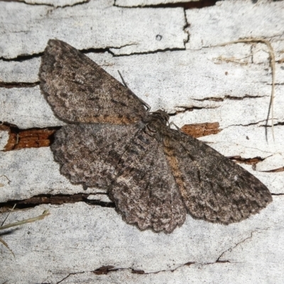 Ectropis fractaria (Ringed Bark Moth) at QPRC LGA - 18 Apr 2023 by arjay