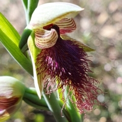Calochilus platychilus (Purple Beard Orchid) at Yass River, NSW - 30 Sep 2023 by SenexRugosus