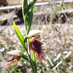 Calochilus platychilus at Yass River, NSW - 30 Sep 2023