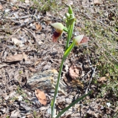 Calochilus platychilus at Yass River, NSW - 30 Sep 2023