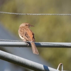 Cincloramphus mathewsi (Rufous Songlark) at Burrinjuck, NSW - 30 Sep 2023 by Sonya_Duus