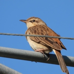 Cincloramphus mathewsi at Burrinjuck, NSW - 30 Sep 2023