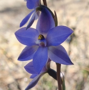 Thelymitra ixioides at Yass River, NSW - 30 Sep 2023