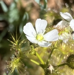 Drosera sp. (A Sundew) at Suttons Dam - 27 Sep 2023 by KL