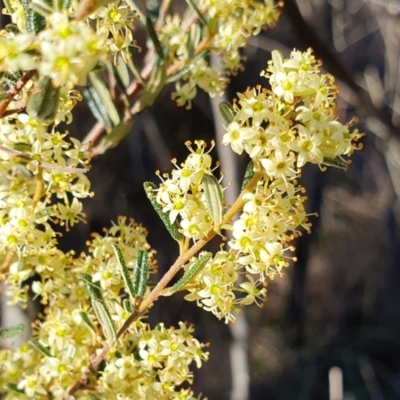 Pomaderris angustifolia (Pomaderris) at Rugosa - 30 Sep 2023 by SenexRugosus