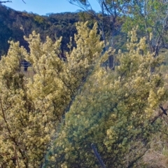 Pomaderris angustifolia at Yass River, NSW - 30 Sep 2023